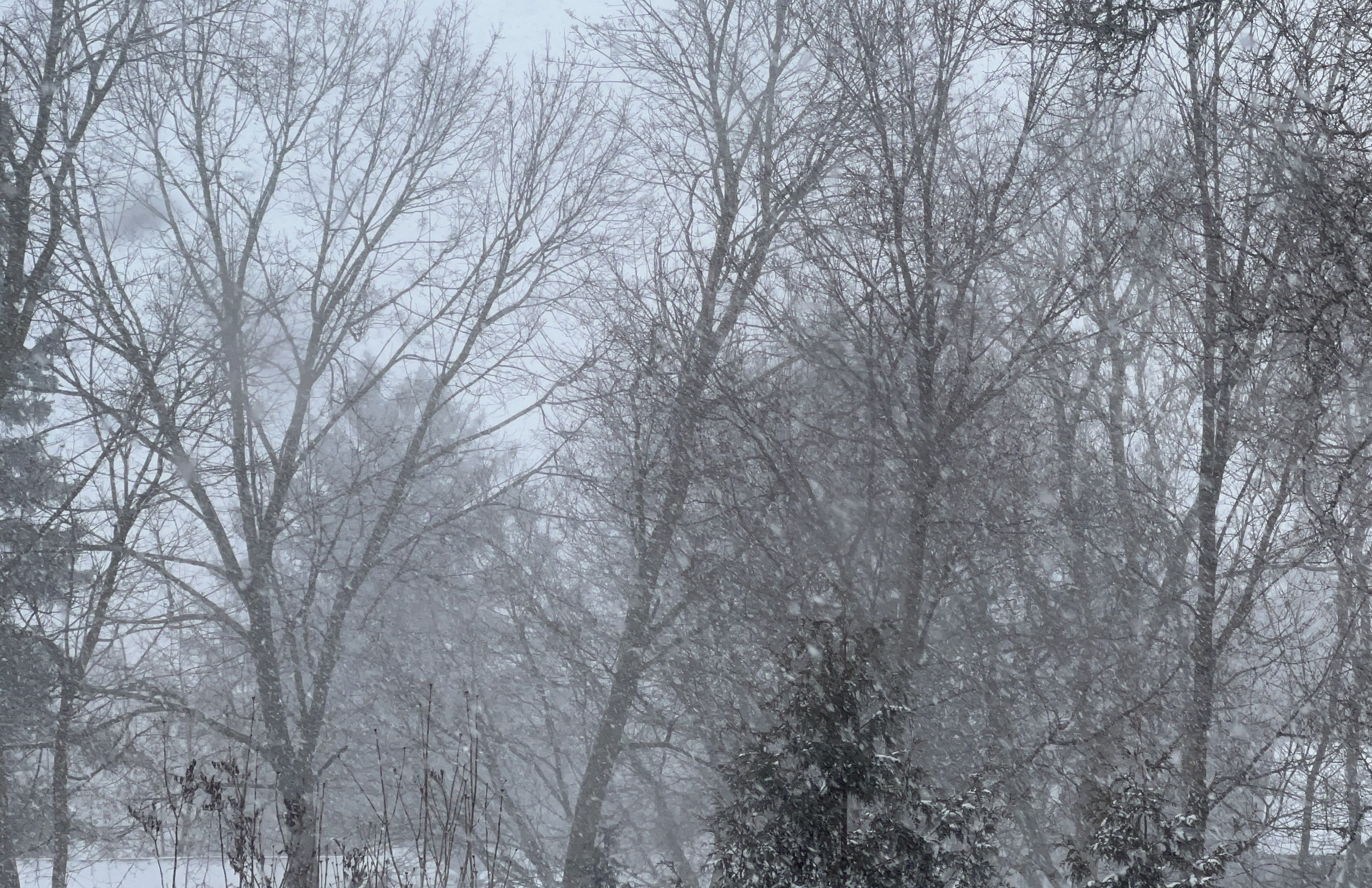 A picture of falling snow with trees in the background